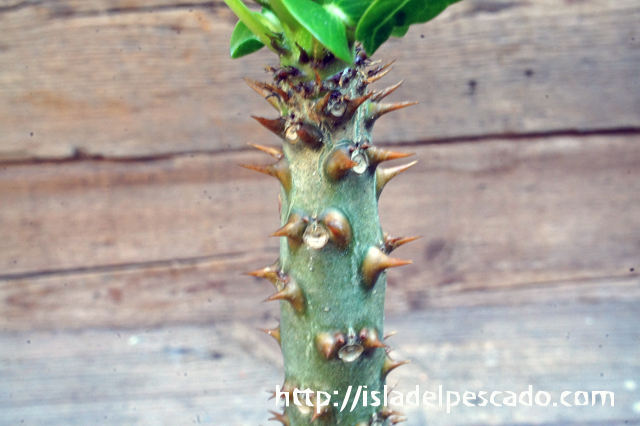 isla del pescado - Pachypodium rutenbergianum-パキポディウム