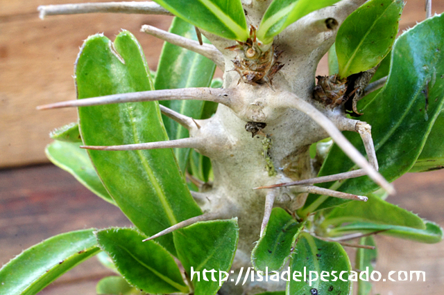 isla del pescado - Pachypodium saundersii-白馬城