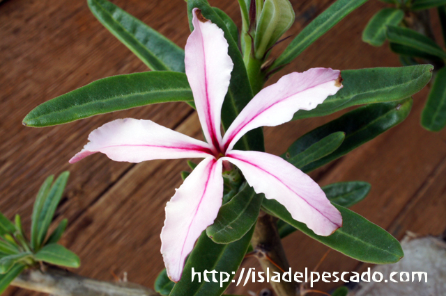 isla del pescado - Pachypodium succulentum-パキポディウム