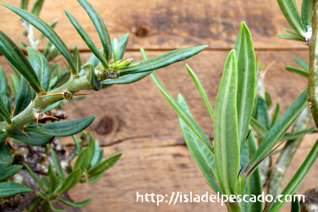 isla del pescado - Pachypodium succulentum-パキポディウム