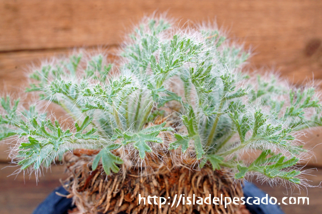 isla del pescado - Pelargonium caroli-henrici-ペラルゴニウム