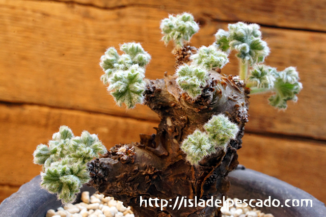 isla del pescado - Pelargonium cortusifolium-ペラルゴニウム