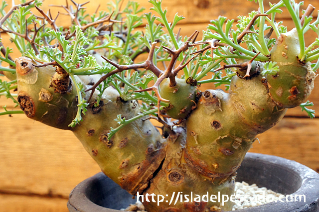 isla del pescado - Pelargonium crithmifolium-山伏天狗