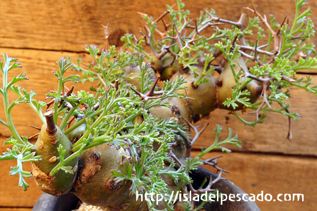 isla del pescado - Pelargonium crithmifolium-山伏天狗