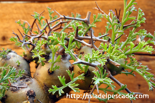 isla del pescado - Pelargonium crithmifolium-山伏天狗