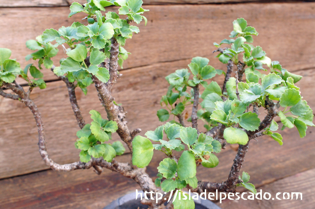 isla del pescado - Pelargonium xerophyton-ペラルゴニウム・ゼロフィトン