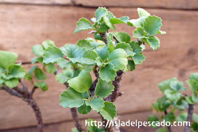 isla del pescado - Pelargonium xerophyton-ペラルゴニウム・ゼロフィトン