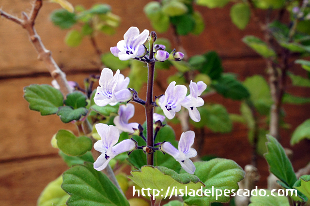 Isla Del Pescado Plectranthus Ernstii プレクトランサス エルンスティー