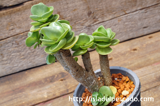 isla del pescado - Portulaca molokiniensis-ポーチュラカ・モロキニ