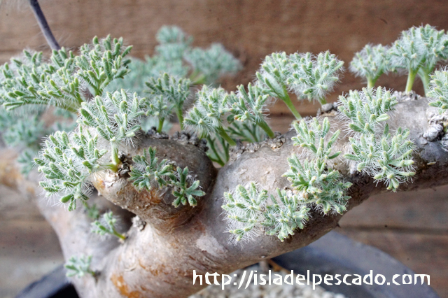 isla del pescado - Sarcocaulon multifidum-サルコカウロン ...