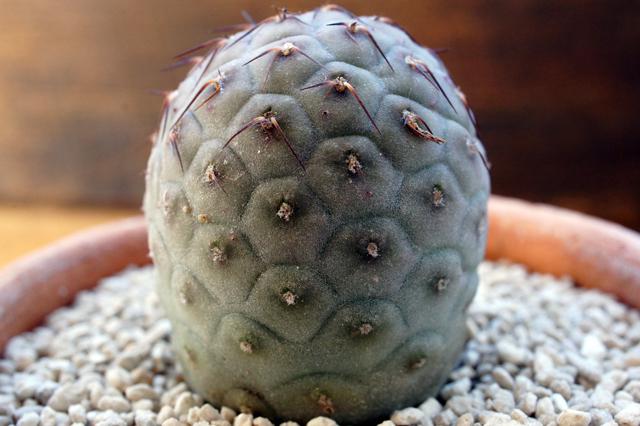 isla del pescado - Tephrocactus geometricus-テフロカクタス・ゲオ