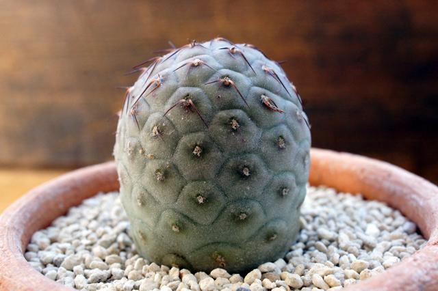 テフロカクタス ゲオメトリクス Tephrocactus Geometricus コーデック