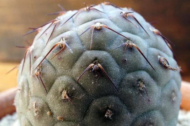 isla del pescado - Tephrocactus geometricus-テフロカクタス・ゲオ