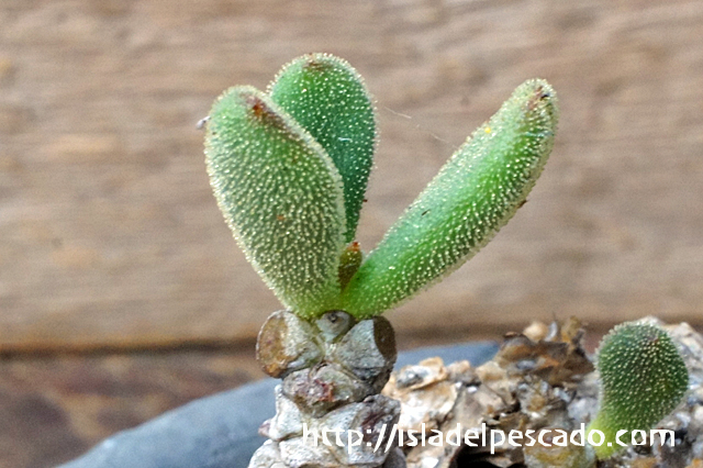 isla del pescado - Tylecodon reticulatus var. phyllopodium