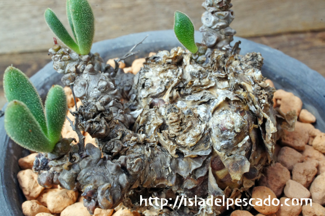 isla del pescado - Tylecodon reticulatus var. phyllopodium