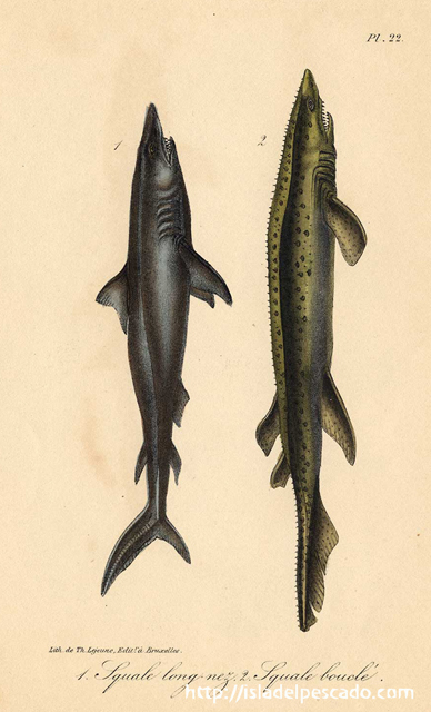 isla del pescado
