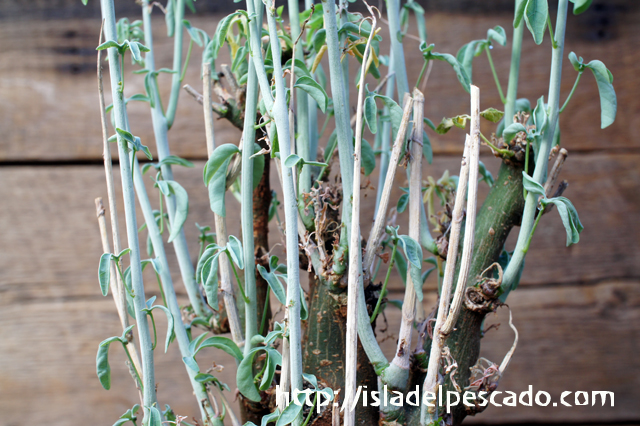 adenia_furticosa②アデニア　フルチコーサ　パキプス/ソマリア/パキポディウム Adenia | SPG \u0027for sale\u0027