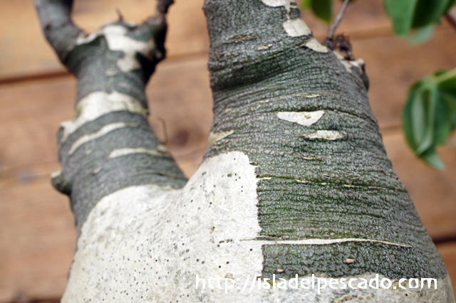 シャカリキ てる アデニアグラウカ アデニア グラウカ シャカリキ てる