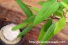 Adenia lanceolata アデニア・ランセオラタ image_4