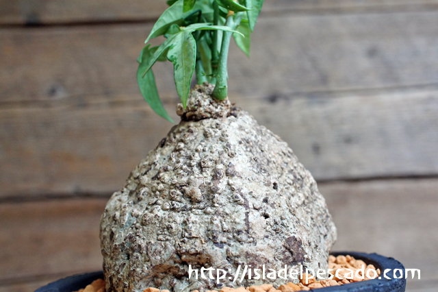 アデニア ペナンギアナ まるまる【激レア/極美/大株/塊根植物