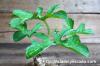 Adenia racemosa アデニア・ラケモサ image_4