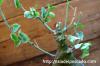 Adenia spinosa アデニア・スピノーサ image_4
