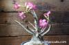 Adenium arabicum アデニウム・アラビクム image_2