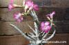 Adenium arabicum アデニウム・アラビクム image_3