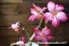 Adenium arabicum アデニウム・アラビクム image_4