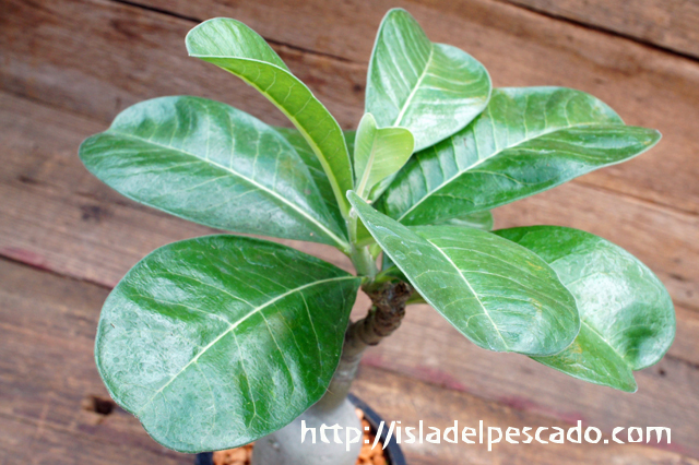 油彩画 アデニウム 赤羽忠親 「芽吹きの頃（安曇野）」 風景画 油彩 F8号 新品