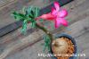 Adenium obesum 砂漠の薔薇