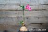 Adenium obesum 砂漠の薔薇 image_2