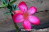 Adenium obesum 砂漠の薔薇 image_3