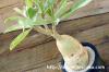 Adenium oleifolium アデニウム・オレイフォリウム