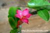 Adenium socotranum アデニウム・ソコトラナム image_3