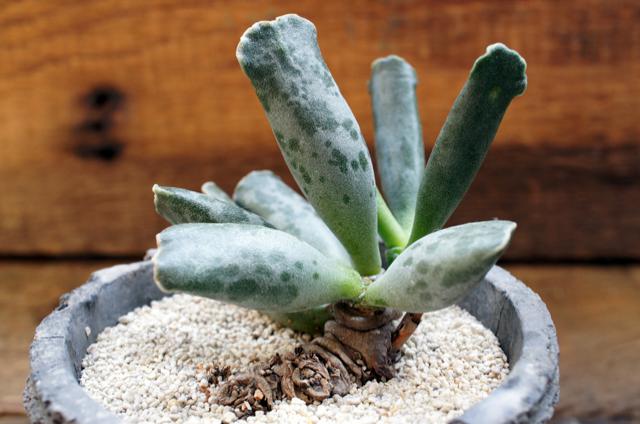 isla del pescado - Adromischus cooperi-錦鈴殿