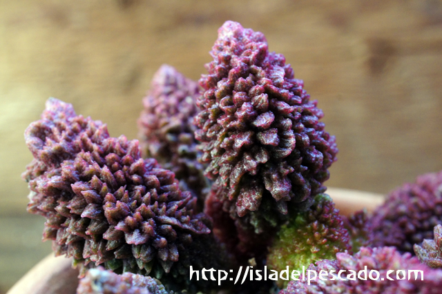 isla del pescado - Adromischus marianiae var. herrei