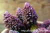 Adromischus marianiae var. herrei 'Redball' レッドボール image_2