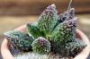 Adromischus marianiae var. herrei 'Redball' レッドボール image_3