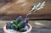 Adromischus marianiae var. herrei 'Redball' レッドボール image_4