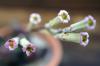 Adromischus marianiae var. herrei 'Redball' レッドボール image_5