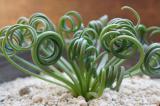 Albuca spiralis cv. 'Frizzle sizzle'