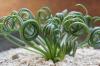 Albuca spiralis cv. 'Frizzle sizzle' アルブカ・スピラリス ‘フリズルシズル’ image_1
