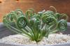 Albuca spiralis cv. 'Frizzle sizzle' アルブカ・スピラリス ‘フリズルシズル’ image_2
