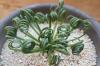 Albuca spiralis cv. 'Frizzle sizzle' アルブカ・スピラリス ‘フリズルシズル’ image_3