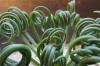 Albuca spiralis cv. 'Frizzle sizzle' アルブカ・スピラリス ‘フリズルシズル’ image_4