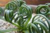Albuca spiralis cv. 'Frizzle sizzle' アルブカ・スピラリス ‘フリズルシズル’ image_5