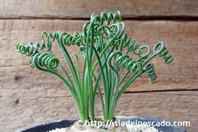 Albuca viscosa アルブカ・ウィスコーサ