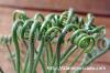 Albuca viscosa アルブカ・ウィスコーサ image_4