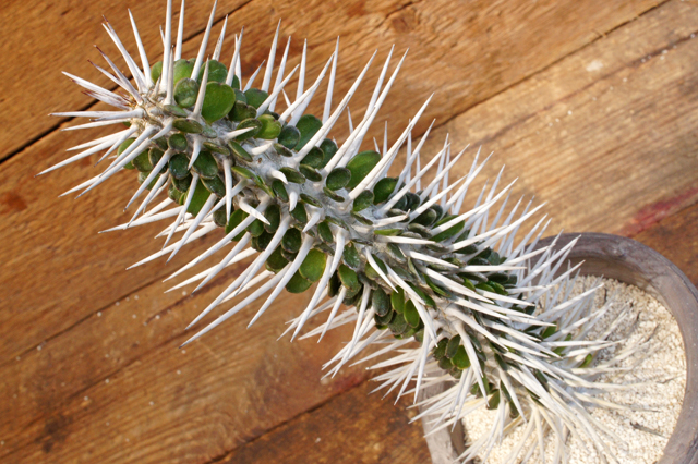 アローディア モンタグナッキー 園芸ネット本店｜アローディア：モンタグナッキー 5号硬質ポット25-02